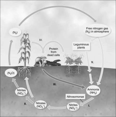 Figure 27.1    -Which step in Figure 27.1 represents anaerobic respiration? A)  I B)  II C)  III D)  IV E)  V