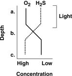 Figure 27.2    -Where are the benthic microbes such as Desulfovibrio and Clostridium most likely to be found in Figure 27.2? A)  a B)  b C)  c D)  a and b E)  b and c
