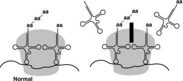 Figure 20.2    -The antibiotic cycloheximide binds to the 60S subunit of the ribosome, as shown in Figure 20.2. The effect is to A)  prevent peptide bond formation in prokaryotes. B)  prevent mRNA-ribosome binding in eukaryotes. C)  prevent ribosome formation in bacteria. D)  prevent transcription in prokaryotes. E)  prevent polypeptide elongation in eukaryotes.