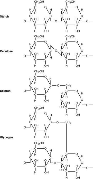 Figure 2.5    -Use Figure 2.5 to answer the following. Starch, cellulose, dextran, and glycogen are polysaccharides. How are they similar? To what are their different properties due? Why can't an enzyme that hydrolyzes starch degrade cellulose?