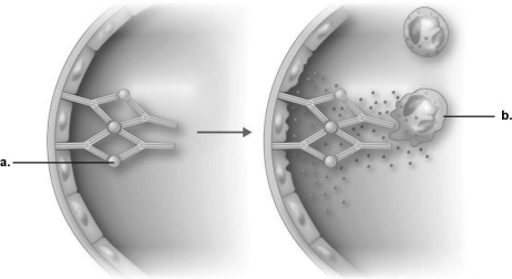 Figure 19.1    -In immune complex reaction shown in Figure 19.1, what is the end result of the reaction? A)  IgG is directed against cell membrane antigens. B)  Endothelial cells are damaged. C)  Antibodies destroy neutrophils. D)  Complement is activated. E)  Neutrophils are attracted and release enzymes.