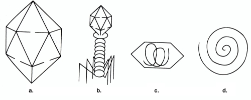 Figure 13.1    -The structures illustrated in Figure 13.1 are composed of A)  DNA. B)  Capsids. C)  RNA. D)  DNA or RNA. E)  Capsomeres.