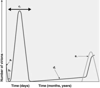Figure 13.2    -Assume a patient has influenza. During which time on the graph in Figure 13.2 would the patient show the symptoms of the illness? A)  a B)  b C)  c D)  d E)  e
