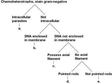 Figure 11.1    -What is group  c.  in the key shown in Figure 11.1? A)  fusobacteria B)  chlamydiae C)  planctomycetes D)  bacteroidetes E)  spirochaetes