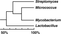 Figure 10.4    -In the cladogram shown in Figure 10.4, which two organisms are most closely related? A)  Mycobacterium and Lactobacillus B)  Streptomyces and Lactobacillus C)  Streptomyces and Micrococcus D)  Micrococcus and Mycobacterium E)  Streptomyces and Mycobacterium
