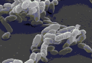 Figure 1.1    -The bacterial shape of the cells in Figure 1.1 would best be described as A)  coccus. B)  bacillus. C)  ovoid. D)  columnar. E)  spiral.