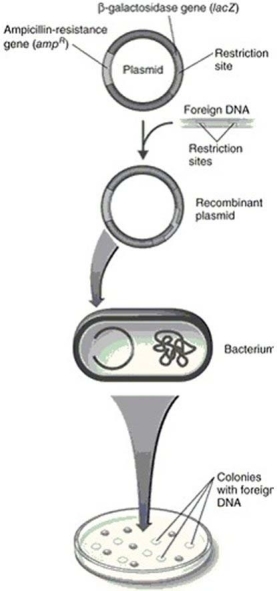 Figure 9.4   In Figure 9.4, the bacteria transformed with the recombinant plasmid and plated on media containing ampicillin and X-gal will A)  form blue, ampicillin-sensitive colonies. B)  form white, ampicillin-resistant colonies. C)  form blue, ampicillin-resistant colonies. D)  form white, ampicillin-sensitive colonies. E)  not grow.