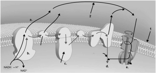 Figure 5.8    -In Figure 5.8, where is ATP produced? A)  a B)  b C)  c D)  d E)  e