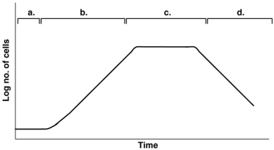 Figure 28.1    -In Figure 28.1, assume the cells are your desired product and you want to maintain a continuous culture. Remember, the top lines/markings indicate the different phases observed in the curve below them. When would you harvest cells to maximize your yield? A)  a B)  b C)  c D)  d