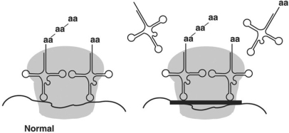 Figure 20.1   The antibiotic tetracycline binds to the 30S subunit of the ribosome, as shown by the dark black bar on the right portion of the diagram in Figure 20.1. The effect is to A)  prevent peptide bond formation. B)  stop the ribosome from moving along the mRNA. C)  prevent transcription. D)  interfere with the attachment of the tRNA to mRNA-ribosome complex. E)  prevent attachment of DNA.