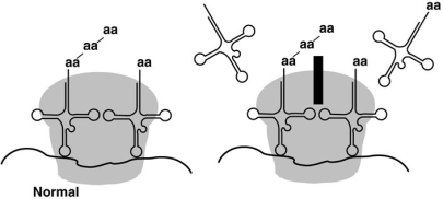 Figure 20.2   The antibiotic chloramphenicol binds to the 50S subunit of the ribosome, as shown in Figure 20.2. The effect is to A)  prevent peptide bond formation in prokaryotes. B)  prevent transcription in prokaryotes. C)  prevent polypeptide elongation in eukaryotes. D)  prevent ribosome formation in bacteria. E)  prevent mRNA-ribosome binding in eukaryotes.