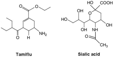 Figure 20.4   The structures of the influenza drug Tamiflu and sialic acid, the substrate for influenza virusʹs neuramidase, are shown in Figure 20.4. What is the method of action of Tamiflu? A)  inhibits plasma membrane synthesis B)  competitive inhibition C)  inhibits synthesis of neuramidase D)  inhibits cell wall synthesis E)  prevents synthesis of virus spikes