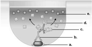 Figure 18.1    -Which component in Figure 18.1 came from the patient in this indirect ELISA test? A)  a B)  b C)  c D)  d E)  e
