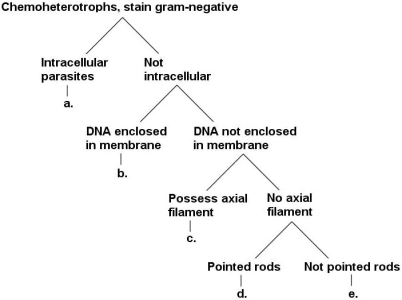Figure 11.1   What is group ʺc.ʺ in the key shown in Figure 11.1? A)  spirochaetes B)  planctomycetes C)  chlamydiae D)  fusobacteria E)  bacteroidetes