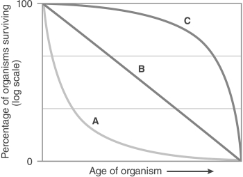 <strong>  Which survivorship curve in the figure depicts a species that has a high death rate early in life, followed by a period of low death rate early in adulthood, and then a period of high death rate later in life?</strong> A) Line A B) Line B C) Line C D) None of the above <div style=padding-top: 35px> 