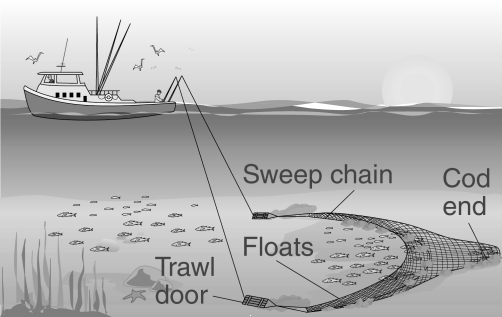   -The fishing method shown in this figure . A)  can be used for capturing lobster B)  is an effective way to prevent overharvesting of commercial species C)  selectively harvests a single species of fish D)  is specially designed to prevent damage to the seafloor