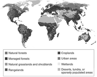   -Overgrazing by cattle primarily contributes to desertification by . A)  cattle outcompeting natural herbivores B)  spreading nonnative species C)  promoting erosion and loss of rooted plant cover D)  contaminating streams with cattle wastes