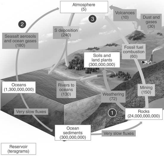   -This figure depicts what biogeochemical cycle? A)  Carbon B)  Nitrogen C)  Sulfur D)  Phosphorus