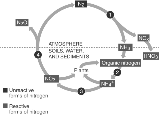   -Of the following forms of nitrogen, which one is least useful to plants? A)  NH<sub>4</sub>+ B)  NO<sub>3</sub>- C)  NH<sub>3</sub> D)  N<sub>2</sub>O