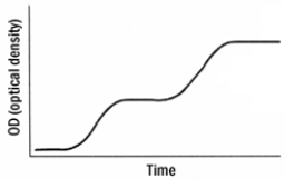The graph below shows a growth curve of E. coli growing in a defined medium containing equal molar amounts of glucose and lactose.   Based on your knowledge of the regulation of the lac operon, the best explanation of these results is that A) the bacteria are utilizing both sugars simultaneously. B) early on, due to the presence of lactose, the bacteria utilize the lac operon. Glucose is used later. C) the presence of glucose causes the formation of cAMP catabolic repressor protein (CRP) complexes, which shut down the lac operon until the glucose is used up. D) glucose is used first. Once glucose becomes limiting, intracellular cAMP increases, forming cAMP- CRP complexes that activate the lac operon to use lactose. E) none of the above