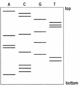 Using the Sanger method of DNA sequencing, results in the figure below are obtained following gel electrophoresis of the DNA fragments.   A total of 21 nucleotides has been sequenced. What is the sequence of these nucleotides? A) 5'- ACCGTTTGCAGAACGTTCCCA- 3' B) 5'- ACCCTTGCAAGACGTTTGCCA- 3' C) 5'- ACCCACGTTAAAGACCCGTTT- 3' D) 5'- AAAAACCCCCCCGGGGTTTTT- 3' E) none of the above