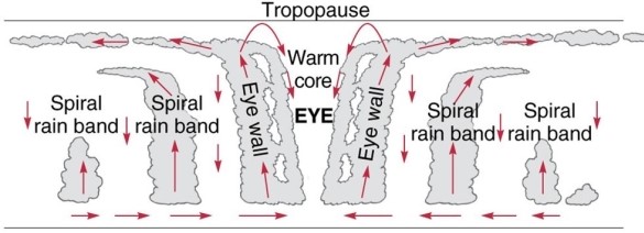 The strongest rainfall within a hurricane occurs   A) in the eye. B) in the eyewall. C) in the spiral rain bands. D) at the outer edges of the storm.