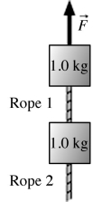 The figure shows two 1.0 kg-blocks connected by a rope. A second rope hangs beneath the lower block. Both ropes have a mass of 250 g. The entire assembly is accelerated upward at 2.3 m/s2 by force   . What is the tension at the top end of rope 1?   A)  18 N B)  15 N C)  2.9 N D)  3.5 N
