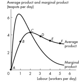 Use the figure below to answer the following question.     Figure 11.2.2 -Refer to Figure 11.2.2 which shows Tania's average product curve and marginal product curve. The point of maximum average product is point A) B. B) C. C) D. D) E. E) F.