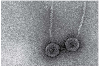    The virions shown in Figure have a (complex/helical/polyhedral)capsid.