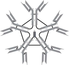   The type of immunoglobulin illustrated in Figure is A)  IgE. B)  IgG. C)  IgA. D)  IgM. E)  IgD.