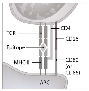   A)  antigen presenting cell and a B lymphocyte. B)  antigen presenting cell and a T lymphocyte C)  NK cell and its target cell. D)  CTL and its target cell. E)  antigen presenting cell and a plasma cell.