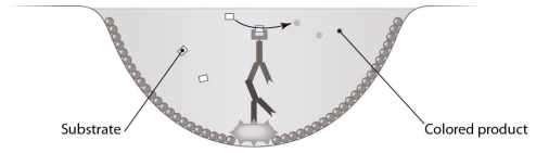   The assay represented in Figure is used to A)  detect antigen-specific antibodies in patient serum. B)  detect specific antigen in patient serum. C)  determine the titer of IgM in patient serum. D)  determine the presence of an antibody-modifying enzyme in a patient sample. E)  detect cytopathic effects of viral infection.
