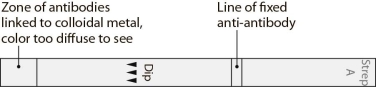    The  dipstick  illustrated in Figure is used in a(n)(immunodiffusion/immunochromatographic/ immunofluorescent)assay.