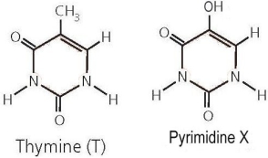    Consider the structure of thymine,shown on the left in Figure above,and compare to the structure of pyrimidine X on the right.What would be the impact if X is incorporated into the structure of a DNA strand in place of thymine?