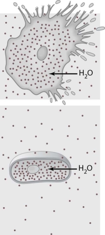   The cells illustrated in Figure 3.1 are in a(n) ________ environment. A)  hypotonic B)  hypertonic C)  isotonic D)  fluid mosaic E)  passive