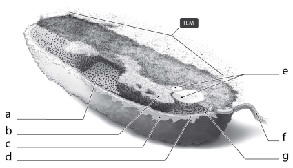   What is the function of the cellular structure indicated by  c  in Figure 3.2? A)  provide shape only B)  attach to surfaces only C)  protect from dehydration only D)  attach to surfaces and protect from dehydration E)  serve as carbohydrate storage