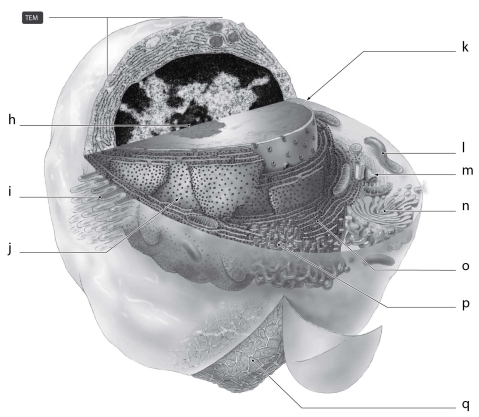   What is the function of the cellular structure indicated by  m  in Figure 3.3? A)  ATP synthesis B)  protein synthesis C)  synthesis of lipids D)  packaging of materials for export E)  cell movement and mitosis