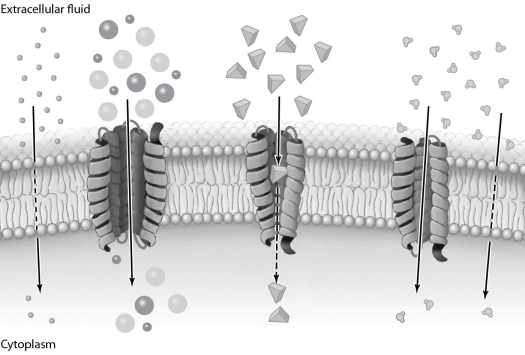 The processes illustrated in Figure 3.4 do not require energy input.
