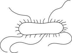    The short structures on the surface of the cell in Figure 3.5 are pili.