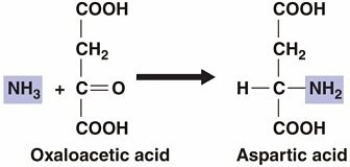   The process illustrated in the figure above is an example of a(n) ________ reaction. A)  amination B)  reduction C)  oxidation D)  transamination E)  transferase