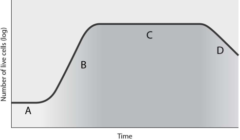   Which of the following statements is CORRECT regarding Figure 6.1? A)  Cells are actively growing only during the stage represented by B. B)  No cells are reproducing during the stage represented by D. C)  Cells are are most susceptible to antibiotics during the stage represented by A. D)  Cells are alive but not reproducing during the stage represented by A. E)  No new cells are being produced during the stage represented by C.
