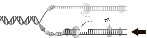   The process indicated by the arrow in Figure 7.1 represents A)  lagging strand synthesis. B)  leading strand synthesis. C)  transcription. D)  translation. E)  recombination.