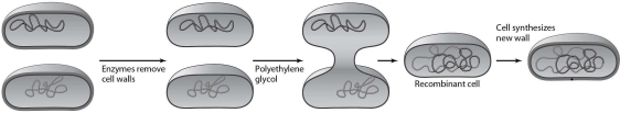   Which method of inserting DNA into cells is illustrated in Figure 8.1? A)  protoplast fusion B)  injection C)  electroporation D)  a gene gun E)  transduction