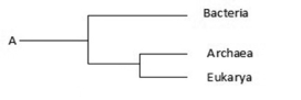 Use the following figure to answer the question.   The phylogenetic tree ________. A)  depicts that Archaea is closer to Bacteria than Eukarya B)  depicts that Eukarya is closer to Bacteria than Archaea C)  includes unicellular and some forms of multicellular life, but not complex animals and plants D)  includes every single life form on this earth