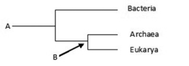 Use the following figure to answer the question.    A  is ________;  B  is ________. A)  the most recent species to evolve on Earth; an ancestor of group  A  B)  the most recent species to evolve on Earth; the last common ancestor of Archaea and Eukarya C)  the common ancestor of all life; the common ancestor of Bacteria and Archaea. D)  the common ancestor of all life; the last common ancestor of Archaea and Eukarya
