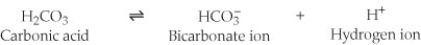 <strong>One of the buffers that contribute to pH stability in human blood is carbonic acid (H₂CO₃). Carbonic acid is a weak acid that, when placed in an aqueous solution, dissociates into a bicarbonate ion (HCO₃⁻)and a hydrogen ion (H⁺). (See figure.)   If the pH of blood drops, one would expect ________.</strong> A) a decrease in the concentration of H₂CO₃ and an increase in the concentration of HCO₃⁻ B) the concentration of bicarbonate ions (HCO₃⁻) to increase C) the HCO₃⁻ to act as a base and remove excess H⁺ by the formation of H₂CO₃ D) the HCO₃⁻ to act as an acid and remove excess H⁺ by the formation of H₂CO₃ <div style=padding-top: 35px> 