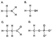<strong>Use the figures to answer the question.   Which molecule can be a result of mercaptoethanol reduction of a disulfide bridge?</strong> A) A B) B C) C D) D <div style=padding-top: 35px> 