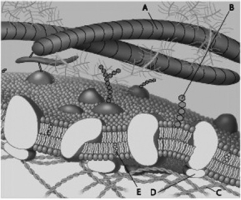 For the following questions, match the labeled component of the cell membrane in the figure with its description. -  Which component in the accompanying figure is a protein fiber of the extracellular matrix? A)  A B)  B C)  C D)  E