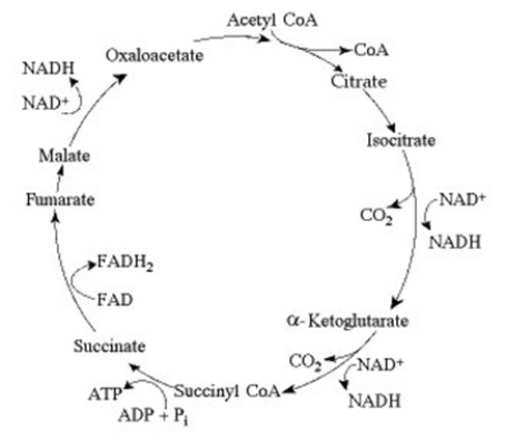 Use the following information to answer the question below.   The citric acid cycle. If you were to add one of the eight citric acid cycle intermediates to the culture medium of yeast growing in the laboratory, what do you think would happen to the rates of ATP and carbon dioxide production? A)  There would be no change in ATP production, but the rate of carbon dioxide production would increase. B)  The rates of ATP production and carbon dioxide production would both increase. C)  The rate of ATP production would increase, but the rate of carbon dioxide production would decrease. D)  The rates of ATP and carbon dioxide production would both decrease.