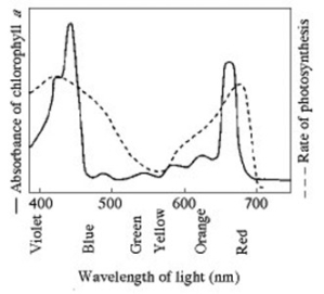 Use the following figure to answer the question.   Halobacterium has a photosynthetic membrane that appears purple. Its photosynthetic action spectrum is the inverse of the action spectrum for green plants (see figure) . That is, the Halobacterium action spectrum has a peak where the green plant action spectrum has a trough. What wavelengths of light do the Halobacterium photosynthetic pigments absorb? A)  red and yellow B)  violet and blue C)  green and yellow D)  blue and red